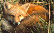 Wild fox - Romanian Mountains